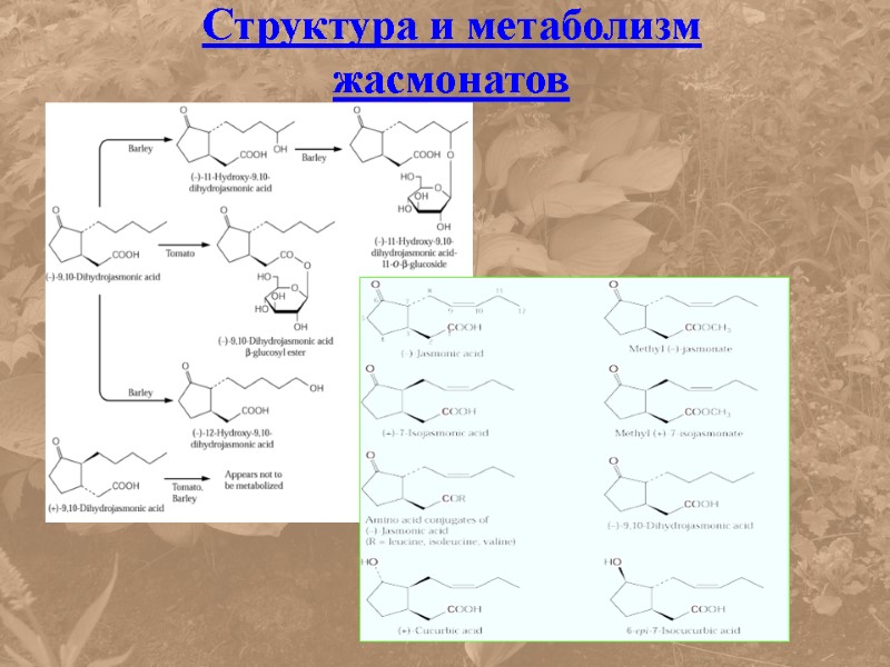 Структура и метаболизм жасмонатов